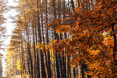 开云体育平台APP-DFM险胜DRX2，Chovy高光表现